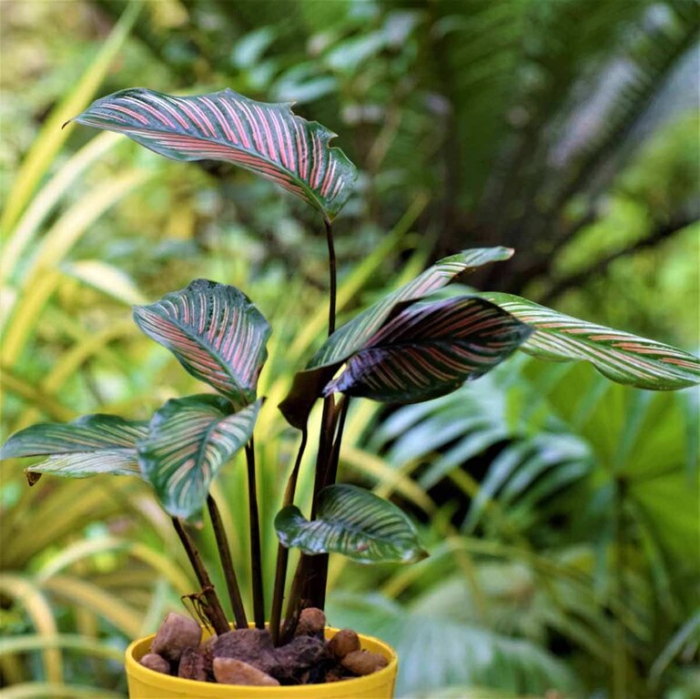 Calathea Ornata -Pinstripe Plant